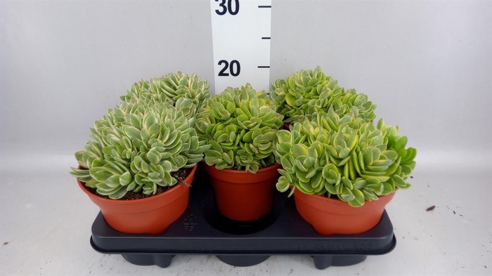 Crassula   ...
