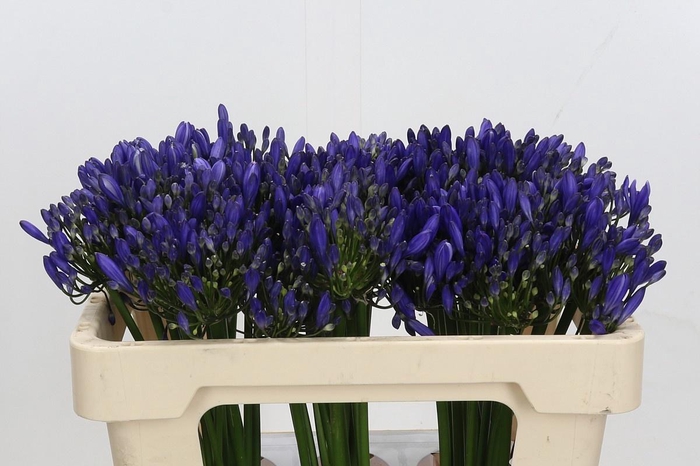 <h4>AGAPANTHUS URI#</h4>