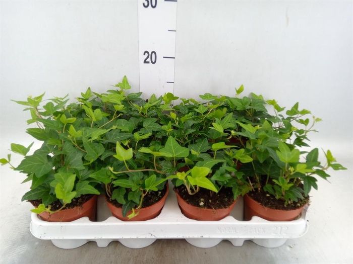 <h4>Hedera helix 'Shamrock'</h4>
