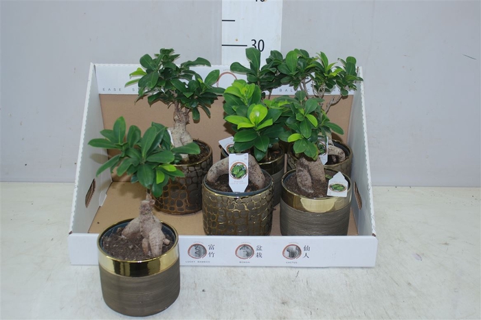 <h4>Ficus Ginseng Keramiek</h4>