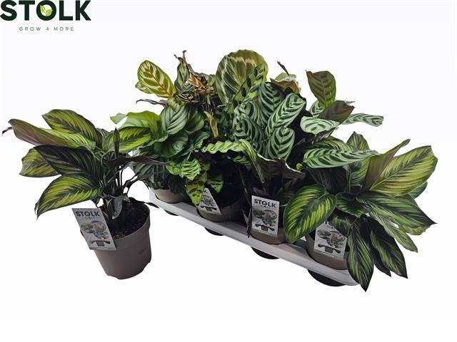 <h4>CALAT GEM 6 SRT</h4>