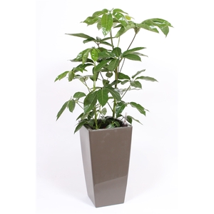 Schefflera Amate in Piza pot 