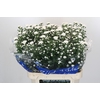 Aster Cassy