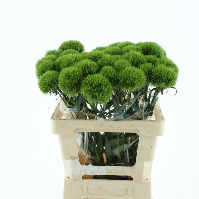 <h4>Di Barb Kiwi Mellow Super</h4>