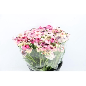 Ran Elegance Cappucino