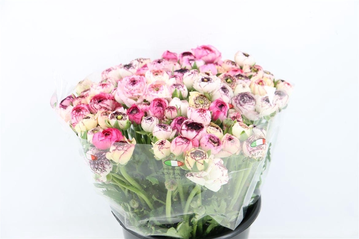 <h4>Ran Elegance Cappucino</h4>