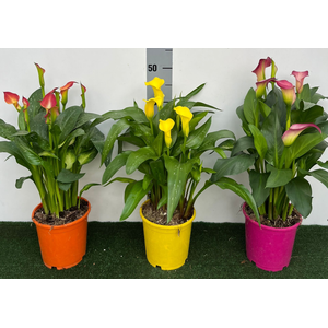 Zantedeschia (knol)