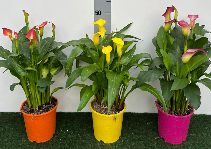 <h4>Zantedeschia (knol)</h4>