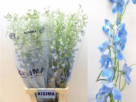 <h4>Delph En Sky Waltz</h4>