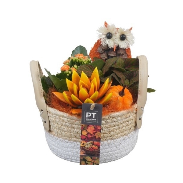 <h4>PTHI5435 Arrangement Herfst Indoor in rieten mand</h4>