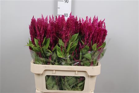 <h4>Cel P Sunday Purple</h4>