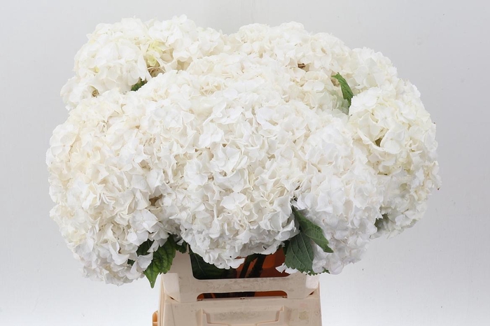 <h4>Hydr M Ch Allure</h4>