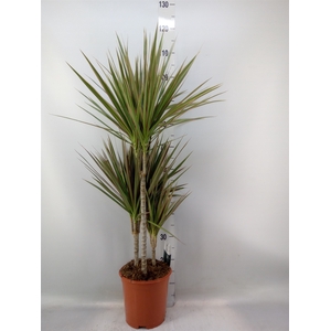Dracaena marg. 'Bicolor'