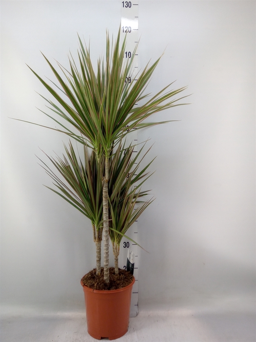 <h4>Dracaena marg. 'Bicolor'</h4>