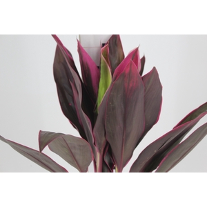 FOLHAGEM DRACENA BABY PINK