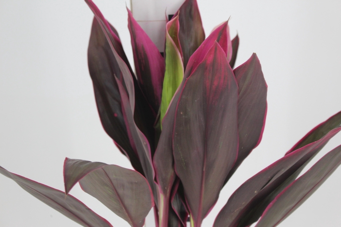 <h4>FOLHAGEM DRACENA BABY PINK</h4>