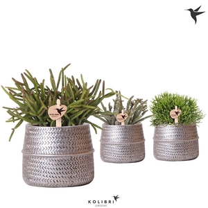 Kolibri Greens Rhipsalis mix in Groove pot silver