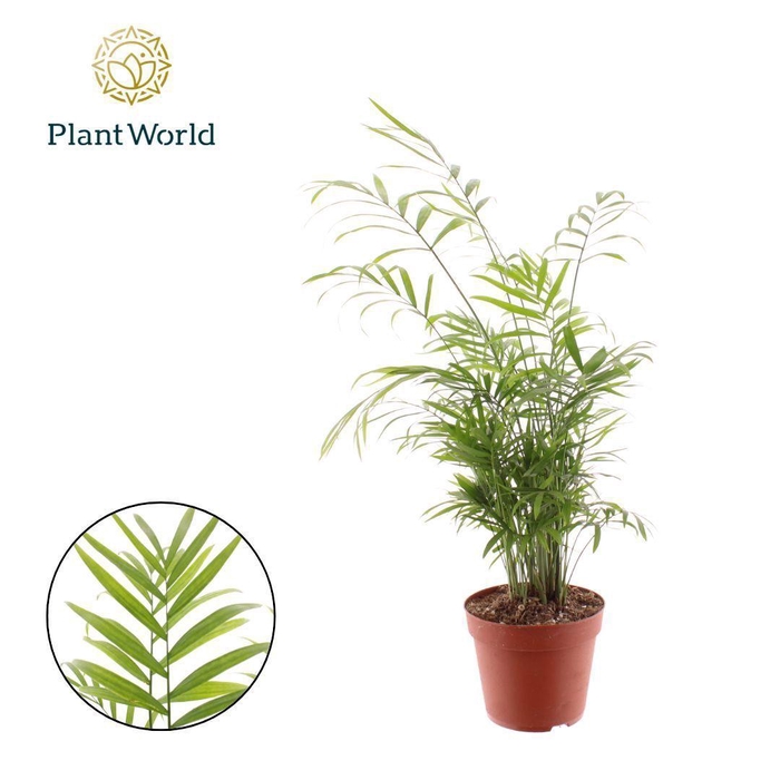 <h4>Chamaedorea elegans</h4>