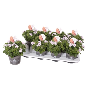 Pelargonium Pelargonium Grandifloru