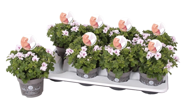 <h4>Pelargonium Pelargonium Grandifloru</h4>