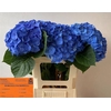 Hydrangea bela blue