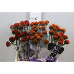 Echi Purpurea