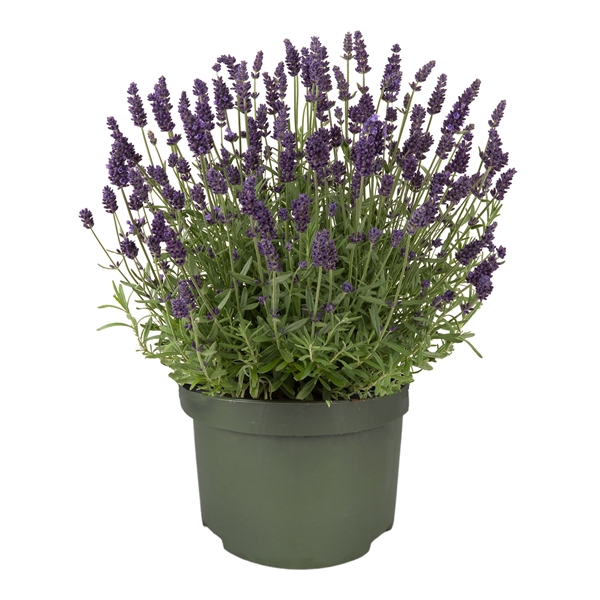 <h4>Lavandula "Valence Dark Violet"</h4>