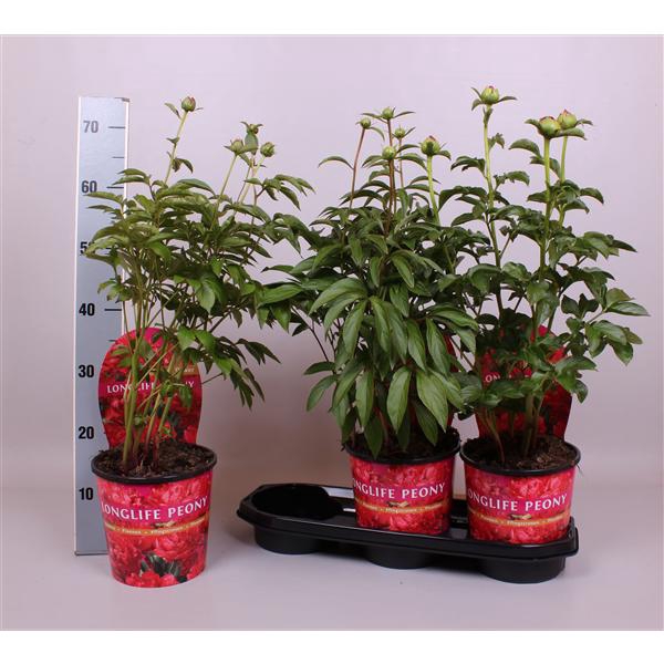 <h4>Paeonia 19CM Rood Longlife</h4>