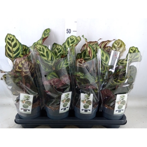 Calathea makoyana