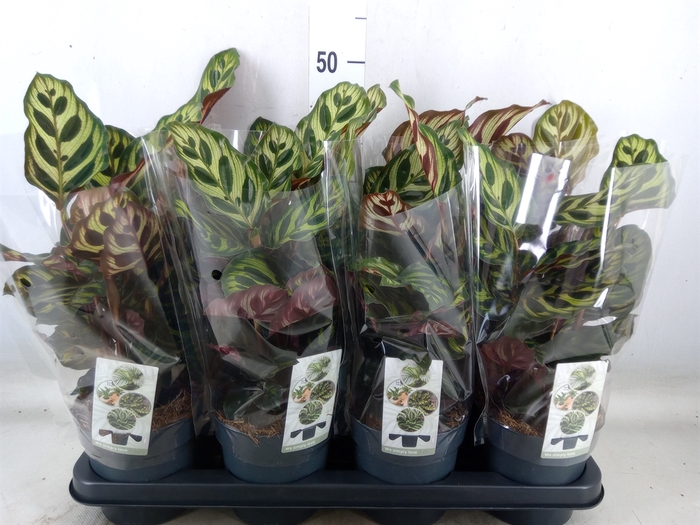 <h4>Calathea makoyana</h4>