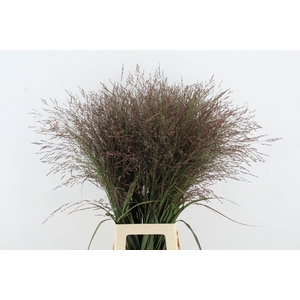 GRAS PANICUM WARRIOR