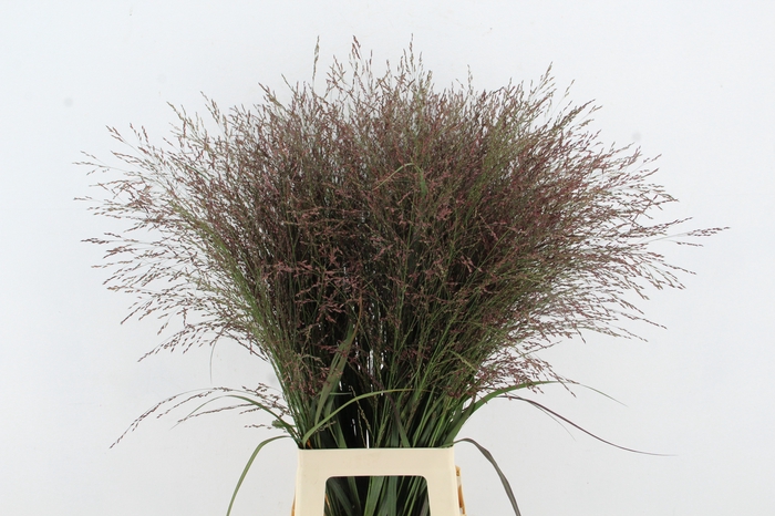 <h4>GRAS PANICUM DALLAS BLUES</h4>