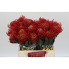 Nutans Ayoba Red