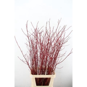 CORNUS ALBA SIBIRICA VERTAKT 130CM