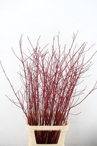 <h4>CORNUS ALBA SIBIRICA VERTAKT 130CM</h4>