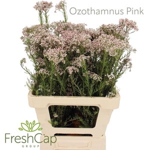 Ozothamnus 'Cooks Tall Pink'