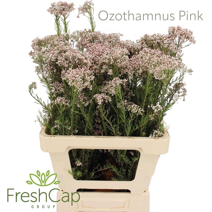 <h4>Ozothamnus 'Cooks Tall Pink'</h4>