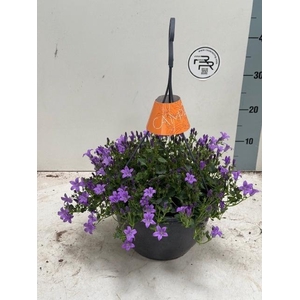 CAMP PORTENSCHLAGIAN