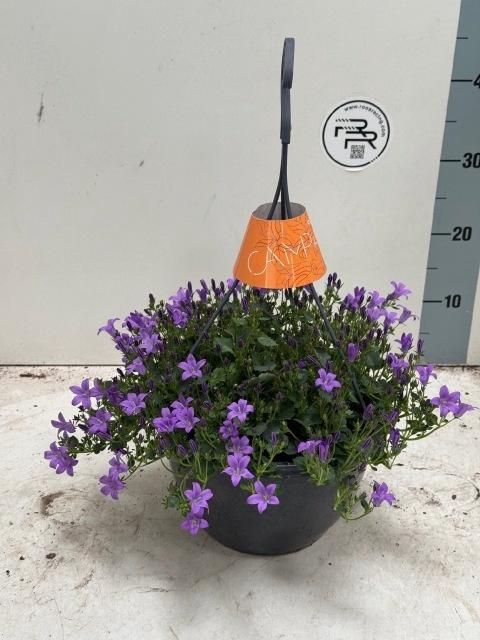 <h4>CAMP PORTENSCHLAGIAN</h4>