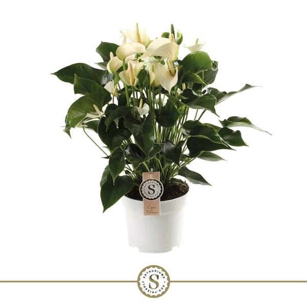 <h4>White Champion 17cm</h4>