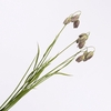 Fritillaria Purple Green FL440341GRP