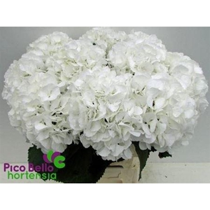 Hydr M Schneeball 65cm