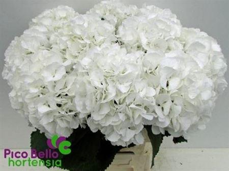 <h4>Hydr M Schneeball 65cm</h4>