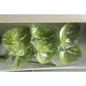 Anth A Midori Imp X 10