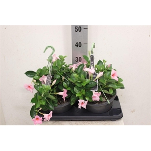 Mandevilla Sundaville Cream Pink