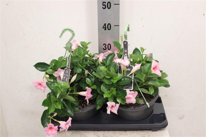 <h4>Mandevilla Sundaville Cream Pink</h4>