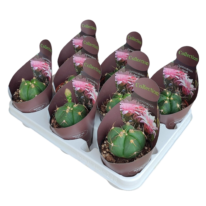 <h4>Gymnocalycium Horstii Potcover</h4>