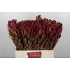 Leucadendron Jester