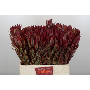 Leucadendron Jester