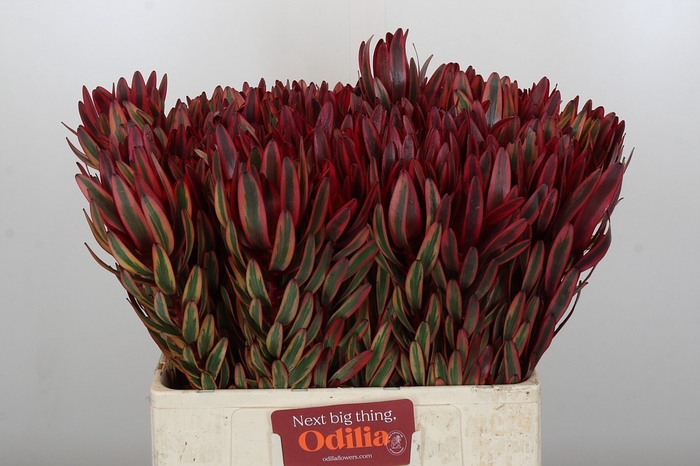 <h4>Leucadendron Jester</h4>